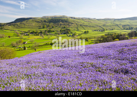 Glockenblumen wachsen auf einem Kalkstein-Hügel in der Yorkshire Dales National Park, UK. Stockfoto