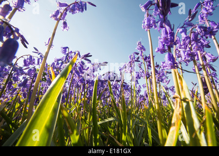 Glockenblumen wachsen auf einem Kalkstein-Hügel in der Yorkshire Dales National Park, UK. Stockfoto