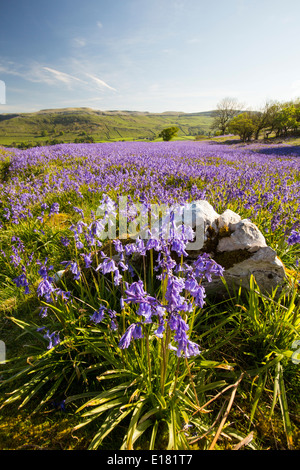 Glockenblumen wachsen auf einem Kalkstein-Hügel in der Yorkshire Dales National Park, UK. Stockfoto