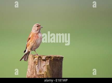 Frau Hänfling (Carduelis cannabina) auf hölzernen Pfosten thront Stockfoto