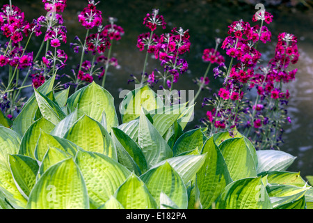 Hosta 'Gold Standard', Candelabra Primrose Primula pulverulenta, pflanzt in einem schattigen Teil des Gartens Stockfoto