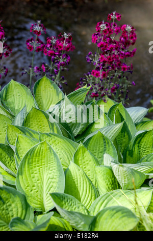 Hosta Gold Standard, primula japonica, pflanzt in einem schattigen Teil des Gartens Stockfoto