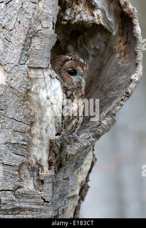 Tawny Eule, Strix Aluco in ein Loch in einem Baum sitzen Stockfoto