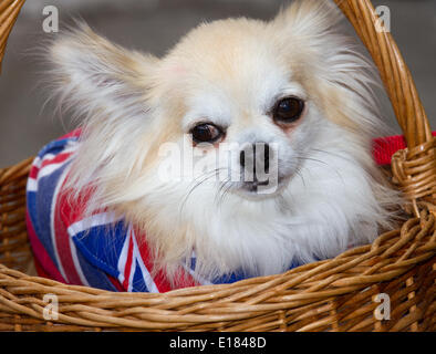 Ramsbottom, Lancashire, UK. 26. Mai 2014. Weiße langhaarige Chihuahua und Lokalen Verteidigung Freiwillige auf den Osten der Lancashire Eisenbahn-winning 1940 s Wochenende. Stockfoto