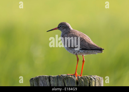 Gemeinsamen Rotschenkel Tringa Totanus auf Post Stockfoto