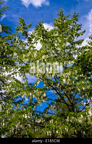 Davidia Involucrata Baum in voller Blüte. Stockfoto