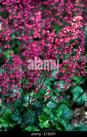 Blühende Heucheras im Garten Heuchera verlässt Heuchera, Blumen Perennial Red Purple Shady Part Garden Stockfoto