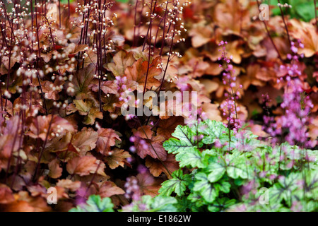 Heuchera Orange Bronze Farbe Heuchera „Marmelade“ Heuchera Garten Heucheras Hardy Blumenbeet Dekorative Mehrjährige Heuchera Blätter Laub Pflanzen Stockfoto