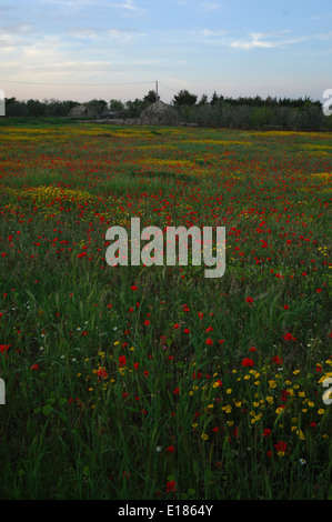 blühende Feld mit Mohnblumen in Apulien, Italien Stockfoto