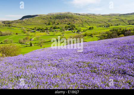 Glockenblumen wachsen auf einem Kalkstein-Hügel in der Yorkshire Dales National Park, UK. Stockfoto