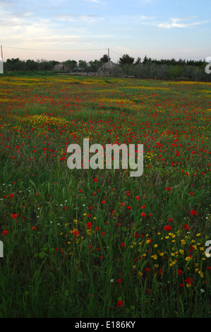 blühende Feld mit Mohnblumen in Apulien, Italien Stockfoto