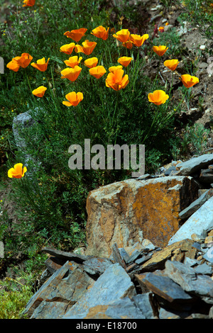 California Poppy Garden Rock Rocky Stone kalifornischer Mohn Eschscholzia californica Stockfoto