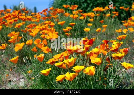 Eschscholzia californica kalifornische Mohnblumen Bunte Wiese Annuals Pflanzen Orange Blumen Landschaft Feldmohn blüht möglicherweise kalifornischer Mohn Stockfoto