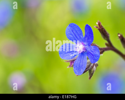 Blauen italienischen Bugloss (Ochsenzungen Azurea) Blume Blüte Stockfoto