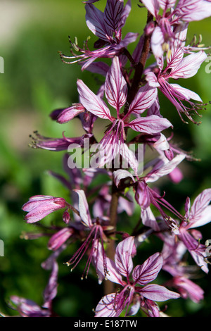 Rosa Gas Pflanze Dictamnus albus Purpureus' close up Blume Stockfoto