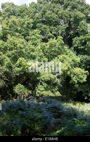 Waldflächen und Waldwege die Sloden Einzäunung zwischen Frogham und Fritham The New Forest Hampshire England Stockfoto