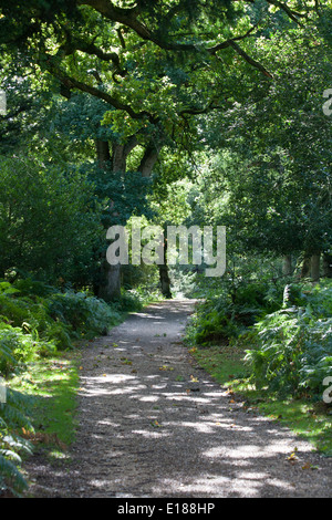 Waldflächen und Waldwege die Sloden Einzäunung zwischen Frogham und Fritham The New Forest Hampshire England Stockfoto