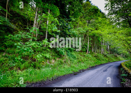 Straße entlang Cardrona Wald und dem Fluss Tweed in den Scottish Borders Stockfoto