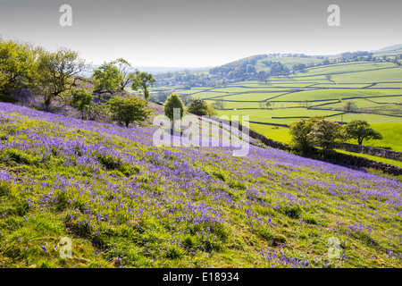 Glockenblumen wachsen auf einem Kalkstein-Hügel in der Yorkshire Dales National Park, UK. Stockfoto