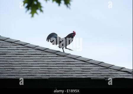 Elmont, New York, USA. 26. Mai 2014. Ein Hahn auf dem Dach einer Scheune im Belmont Park, Montag, 26. Mai 2014. Bryan Smith/ZUMAPRESS.com/Alamy © Live-Nachrichten Stockfoto