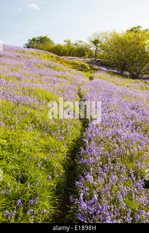 Glockenblumen wachsen auf einem Kalkstein-Hügel in der Yorkshire Dales National Park, UK. Stockfoto