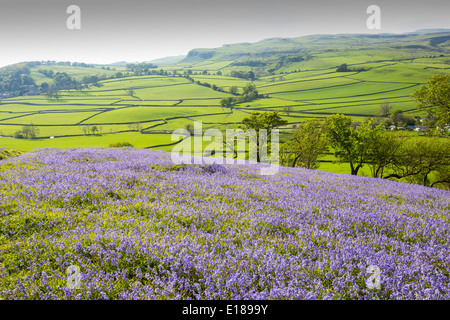 Glockenblumen wachsen auf einem Kalkstein-Hügel in der Yorkshire Dales National Park, UK. Stockfoto