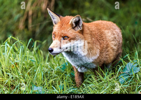 Sehr wachsam Fox (Canidae Vulpini) Berkshire UK Stockfoto