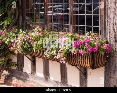 Verbleitem Glasfenster und Fenster-Box mit Blumen auf alten Eiche gerahmte Haus Lavenham, Suffolk, England, UK Stockfoto