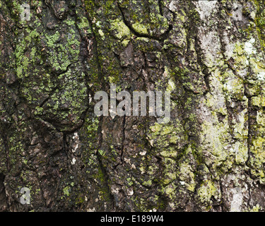Alten Baumrinde für natürliche strukturierten Hintergrund. Strukturelle, graue Hintergrundfarbe. Stockfoto
