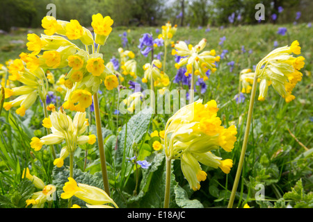 Schlüsselblumen (Primula Veris) und Glockenblumen wachsen auf einem Kalkstein-Hügel in der Yorkshire Dales National Park, UK. Stockfoto