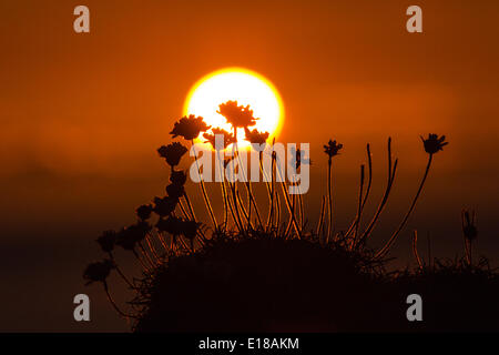 Aberystwyth, Wales, UK. 26. Mai 2014. Zum Jahresende eine feine Bank Holiday Montag Ar Clarach Bay Holiday Village an der Küste von Ceredigion, wie die Sonne über dem Meer setzt. Sparsamkeit Silhouette gegen die Sonne Meer und Umgebung. Bildnachweis: atgof.co/Alamy Live News Stockfoto