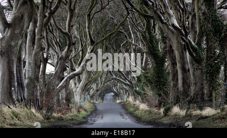 Woods dunkle Hecken mit seinen seltsamen Form-Bäumen. Nordirland Stockfoto