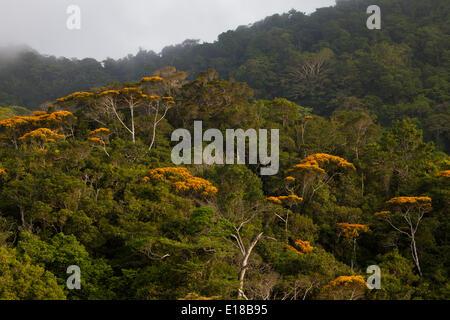 Mai Blütenbäumen in Altos de Campana Nationalpark, Republik von Panama. Diese jährliche Veranstaltung findet normalerweise im Mai statt. Stockfoto