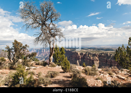 Arizona USA Grand Canyon, Grand Canyon National Park South Rim wilde Wildnis Stockfoto