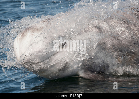 Extreme Nahaufnahme von einem Risso Dolphin (Grampus früh) auftauchen. Monterey, Kalifornien, Pacific Ocean. Stockfoto