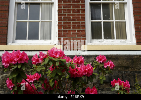 Rosafarbene Rhododendren blühen im Frühling Stockfoto