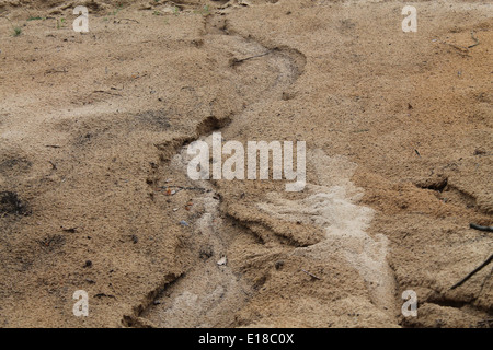 braune nassen Sand am Ufer Flusses mit Spur nach Bach Stockfoto