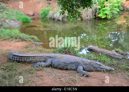 Kwena Crocodile Farm, Sun City Resort, Pilanesberg, North West Province, Südafrika Stockfoto