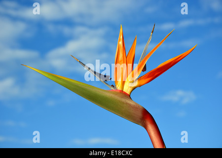 Paradiesvogel (Strelitzia) Blume am See, Sun City Resort, Pilanesberg, Nordwestprovinz, Republik Südafrika Stockfoto