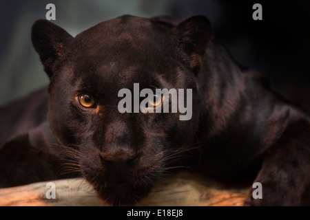 Schwarzer Jaguar in die Kamera schaut. Stockfoto