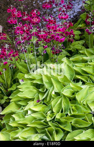 Hosta, Candelabra Primrose Primula pulverulenta, pflanzt sich in einem schattigen Teil des Gartens Stockfoto