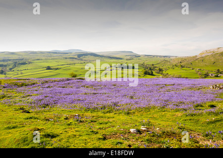 Glockenblumen wachsen auf einem Kalkstein-Hügel in der Yorkshire Dales National Park, UK. Stockfoto