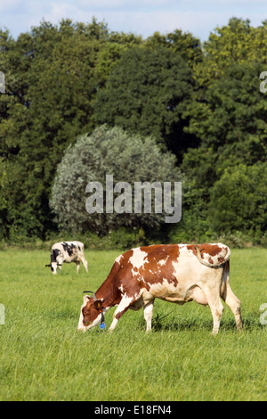 Kühe auf einer landwirtschaftlichen Flächen Stockfoto