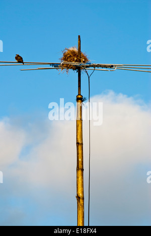 VÖGEL NISTEN IN EINE TV-ANTENNE. TORTUGUERO. PARQUE NACIONAL TORTUGUERO. COSTA BINTERCANARIAS. Costa Rica. MITTELAMERIKA Stockfoto