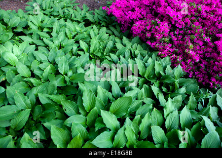 Hosta, Azalee Pflanzen in einem schattigen Teil des Gartens Stockfoto