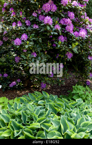 Hosta, Pflanzen im schattigen Teil des Gartens Stockfoto