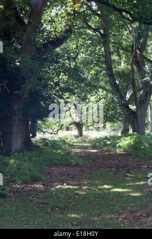 Waldflächen und Waldwege die Sloden Einzäunung zwischen Frogham und Fritham The New Forest Hampshire England Stockfoto