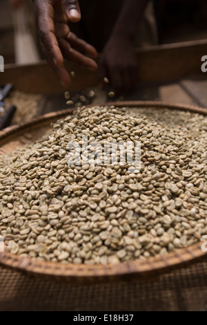 Frisch verarbeiteten Kaffeebohnen auf den Kilimanjaro, Tansania Stockfoto