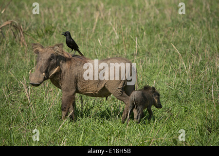 Warzenschwein mit Baby und ein Vogel im Murchison Falls National Park, Uganda, Ostafrika. Stockfoto