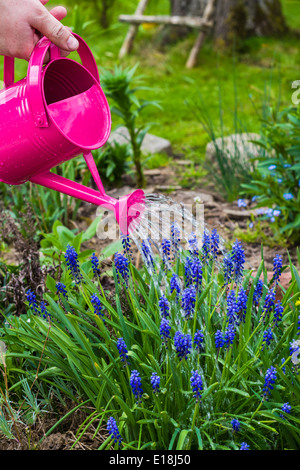 Frühling im Garten arbeitet: Bewässerung Pflanzen Gießkanne Stockfoto